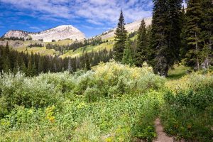 Housetop Mountain Above Willows and Trail