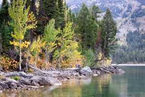 Fall Leaves Above Jackson Lake