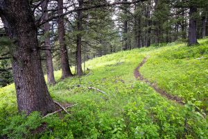 Trail Bending Through Mature Forest