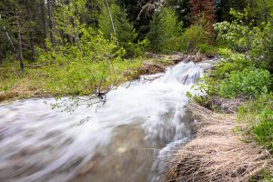 Creek from Open Canyon Pouring Through Forest