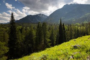 Tetons Above Meadow and Expansive Forest