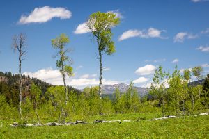 Young and Old Aspen Trees Rising Above Meadow