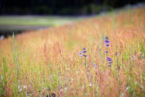 Larkspur Wildflowers in Colorful Grasses