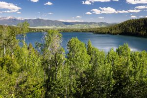 Phelps Lake Beyond Aspen Tree Grove