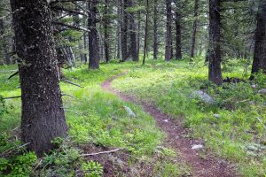 Boulder Ridge Trail in Old Forest