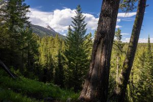 Teewinot Rising High Above Forest
