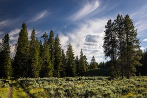 Sagebrush Meadow Along Bug Canyon Trail