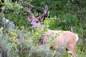 Mule Deer Buck Emerging Through Trees
