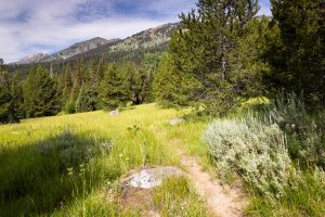 Valley Trail in Meadow Below Tetons
