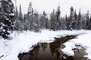 Lake Creek Reflecting Winter Forest