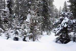 Winter Woodland Trail Winding Through Woods
