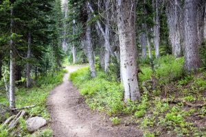Rendezvous Mountain Trail in Forest