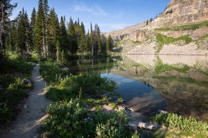 Forest Lining Shores of Marion Lake