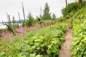 Fireweed Growing Along Jenny Lake Loop Trail