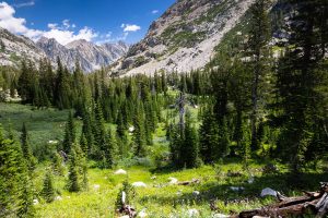 Forests Lining the South Fork of Cascade Canyon