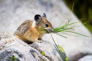 Pika Carrying Grass