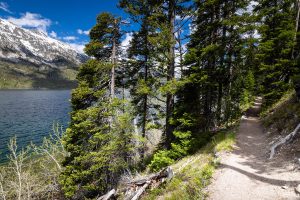 Jenny Lake Loop Winding Along Shore