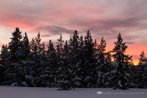 Sunrise and Evergreen Trees