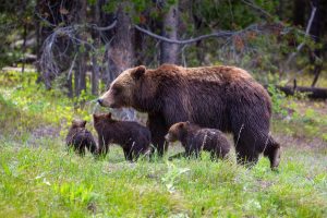 Grizzly Bear 399 leading her cubs across a small hilltop. Grand Teton National Park, Wyoming