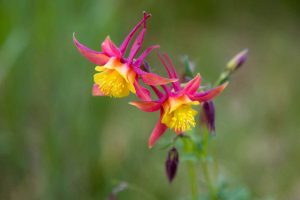 Red columbine wildflowers blooming along the Phelps Lake Loop Trail in Jackson Hole. Grand Teton National Park, Wyoming