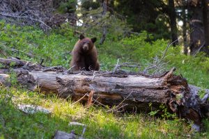 A black bear perched on a log examining its surroundings in lower Paintbrush Canyon of the Teton Mountains. Grand Teton National Park, Wyoming