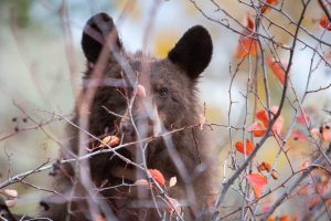 A black bear searching for hawthorne berries behind bushes. Grand Teton National Park, Wyoming