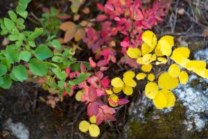 Small, ground based plants changing colors for the fall season along the Phelps Lake Trail in the Teton Mountains. Grand Teton National Park, Wyoming