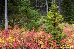 Ground vegetation changing in the fall season below a dense evergreen forest along the Leigh Lake Trail. Grand Teton National Park, Wyoming