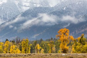 A fresh layer of snow covers the higher elevations of the Teton Mountains above fall cottonwood trees in Grand Teton National Park, Wyoming.
