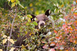 Black Bear Eating Berries