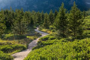 The Taggart Lake Trail descending into a young evergreen forest in front of the Teton Mountains. Grand Teton National Park, Wyoming