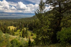 An evergreen forest lining the mouth of Open Canyon above a meadow and Jackson Hole. Grand Teton National Park, Wyoming