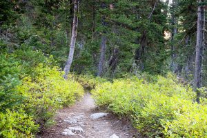 Paintbrush Canyon Trail Winding Through Forest