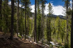 Valley Trail Below Teton Mountains