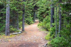 A thick evergreen forest surrounding the winding Lakeshore Trail. Grand Teton National Park, Wyoming