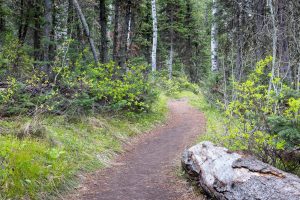 A large log lying at the base of a thick forest along the Lakeshore Trail. Grand Teton National Park, Wyoming