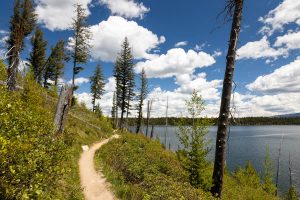 Jenny Lake Loop Along Young Growth
