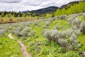 Foothills of the Absaroka Mountains rising in the distance above the Two Ocean Lake Trail as it passes through a meadow. Grand Teton National Park, Wyoming