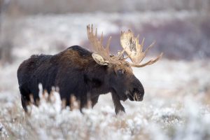 A large bull moose standing in a snowy landscape on Antelope Flats. Grand Teton National Park, Wyoming