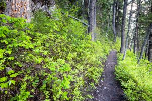 Phelps Lake Loop Trail in Old Forest