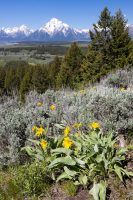 Mount Moran rising high above arrowhead balsamroot wildflowers along the Emma Matilda Lake Loop Trail. Grand Teton National Park, Wyoming