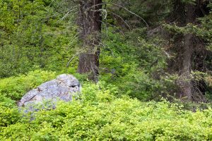 A large boulder resting below old evergreen trees in forest brush. Grand Teton National Park, Wyoming