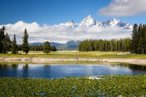 Tetons Rising Above Heron Pond