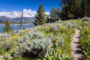 Balsamroot Along Hermitage Point Trail