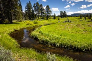 Small Creek Flowing Through Lush Meadow