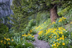 Large Evergreen Above Balsamroot Wildflowers