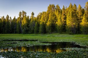 Sun Setting on Forest Surrounding Pond
