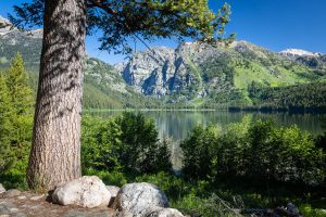 Large Pine Tree Rising Over Phelps Lake
