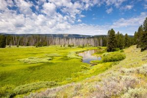 A spring and wetlands resting below a hillside along the Polecat Springs Loop. John D. Rockefeller Jr. Memorial Parkway, Wyoming