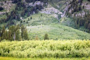 Waterfall on Mountain Above Willows